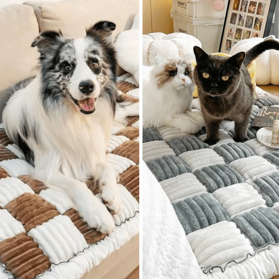 dog_catgrey_2_1
